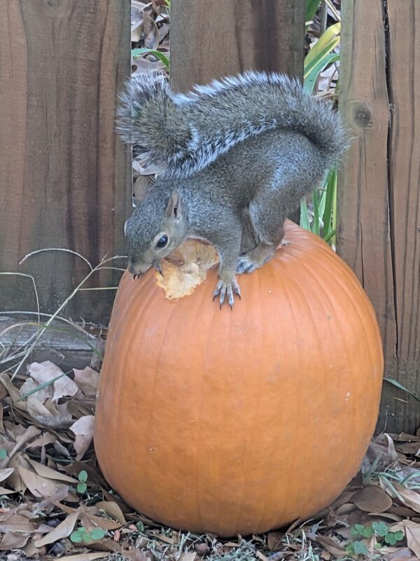 My Wisdom Teeth Experience