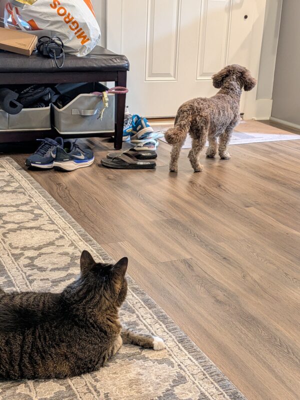When The Pets Are Gone.